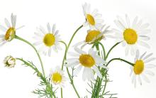 vegetal camomille