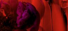Camelia