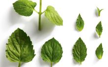 MENTA PIPERITA BIO