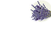 LAVANDA