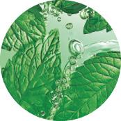 menta