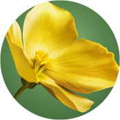 vegetale-rouge-botanique-yves-rocher