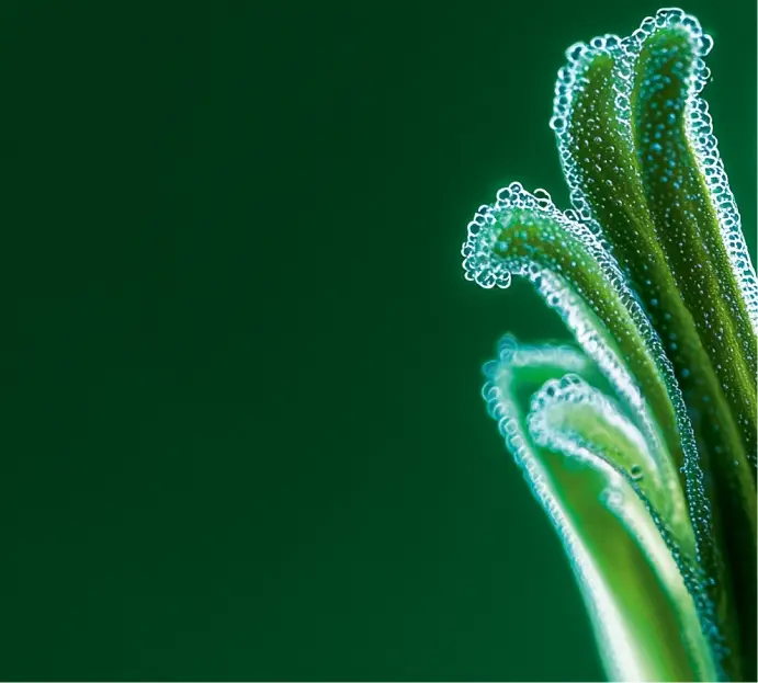 Plante